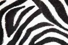 斑马背景黑色的白色纹理设计