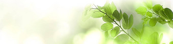 自然绿色树新鲜的叶美丽的模糊软散景阳光背景免费的复制空间春天夏天环境封面页面模板网络横幅头