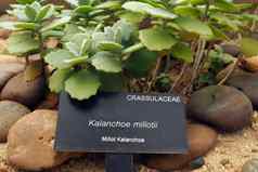 植物标签标签多汁的植物长寿米利奥蒂