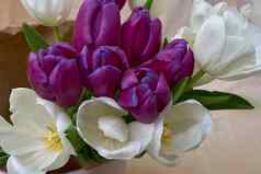 美丽的花束盛开的郁金香花白色紫色的花