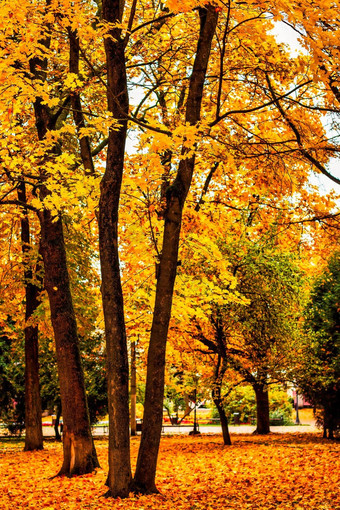 金秋天城市公园树下降叶子多云的一天