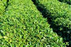 茶种植园概念茶产品背景特写镜头绿色茶收获