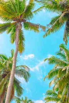 热带景观棕榈树蓝色的天空旅行旅游垂直模板花背景
