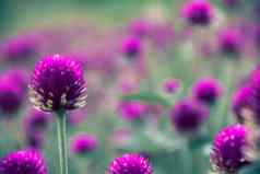 全球苋属植物紫色的美丽的自然