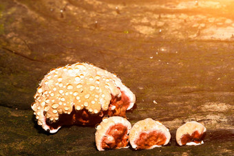 婴儿灵芝蘑菇灵芝蘑菇