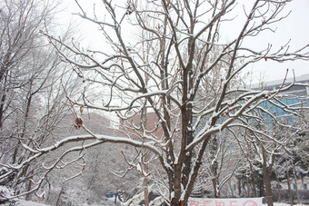 雪地面树分支机构冬<strong>天降</strong>雪季节