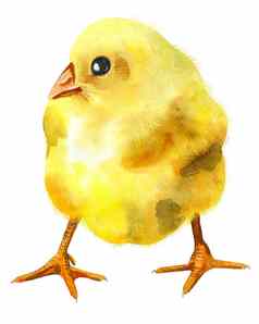 水彩插图黄色的鸡