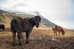 冰岛马站关闭多风的冷冬天天气头发吹风雄伟的黑色的棕色（的）温暖的音调
