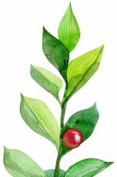 水彩绿色群鲁斯库斯红色的浆果手画孤立的插图白色背景