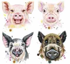 集水彩肖像猪野猪