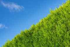 日益增长的绿色对冲蓝色的天空背景绿色院子里栅栏