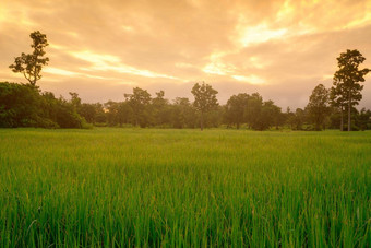 大米种植园绿色大米帕迪场有机大米农场亚洲大米日益增长的农业绿色帕迪场paddy-sownricefield培养景观农业农场日出天空