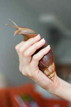 黑暗棕色（的）蜗牛阿查蒂纳持有女手动物宠物概念