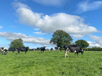 群荷斯坦牛奶牛放牧牧场温暖的阳光明媚的一天夏天蓝色的天空背景