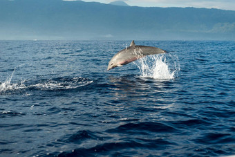 海豚太平洋海洋