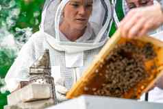 养蜂人检查蜜蜂蜡框架养蜂
