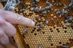 养蜂人检查蜜蜂蜡框架养蜂