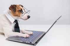 聪明的狗杰克罗素梗领带眼镜坐在移动PC白色背景