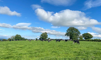 群荷斯坦<strong>牛奶</strong>牛放牧牧场温暖的阳<strong>光明</strong>媚的一天夏天蓝色的天空背景