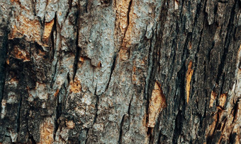 水平照片纹理树皮树压花纹理棕色（的）树树皮裂缝压花纹理树皮