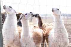 可爱的动物羊驼久农场在户外