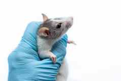 灰色的老鼠兽医的任命手蓝色的手套持有老鼠老鼠健康检查