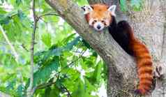 红色的熊猫ailurus富尔根肖像可爱的动物休息懒惰的树