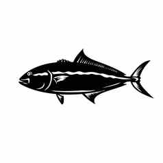 更大的琥珀鱼serioladumerili梅德雷加尔coronado盟军首领更大的一种鲱吉祥物