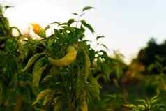 绿色胡椒收获健康的饮食食物有机生态蔬菜收获