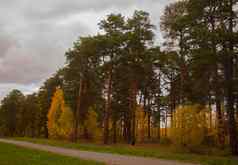 秋天风景美丽的场景桦树黄色的秋天桦木森林10月桦树桦木格罗夫