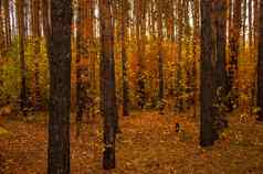 秋天风景美丽的场景桦树黄色的秋天桦木森林10月桦树桦木格罗夫