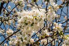 花樱桃花朵春天一天美丽的花图像春天自然全景视图