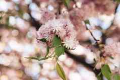 粉红色的花樱桃开花树关闭樱桃分支花春天布鲁姆美丽的日本树樱桃花朵春天花樱桃樱花