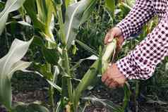 农民工作玉米场农业玉米农场收获金玉米日益增长的生态农民有机园艺生产食物作物有机农业农业土地区域玉米收获