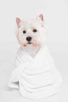 可爱的小狗坐着毛巾高质量照片