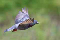 图像鸽子飞行自然背景鸟动物