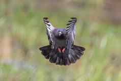 图像鸽子飞行自然背景鸟动物