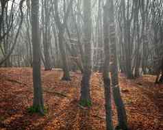 多雾的秋天森林照片