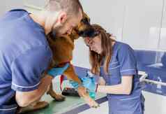 高角小心医生帮助生病的狗高质量照片