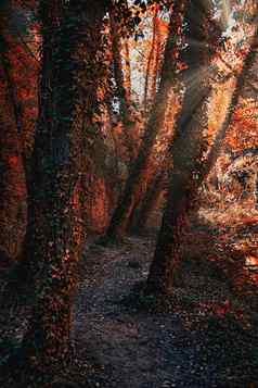 路径树秋天日落