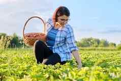 农场场草莓女人挑选浆果篮子