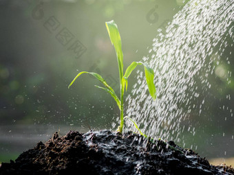 手<strong>浇水</strong>年轻的植物日益增长的发芽肥沃的土壤<strong>浇水</strong>日落背景
