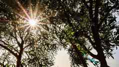 太阳照绿色树叶树分支机构夏天自然环境概念