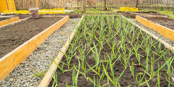 培养大蒜洋葱木床日益增长的蔬菜根据原则有机农业花园路径撒鹅卵石