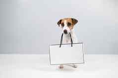 杰克罗素梗狗持有纸袋白色背景购物