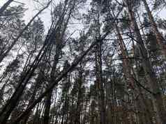 关闭下降树森林概念危险人类生活健康