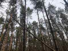 关闭下降树森林概念危险人类生活健康