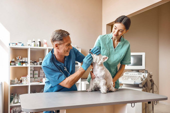 微笑医生种类积极的中年兽医检查牙齿小狗年轻的女助理保持病人兽医诊所