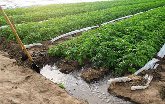 沟灌溉<strong>土豆种植</strong>园灌溉系统农场场农业行业清洁水资源农业日益增长的作物干旱地区农学园艺