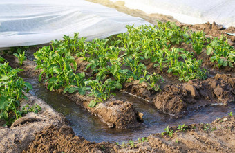沟灌溉<strong>土豆种植</strong>园覆盖纺粘agrofibre农业行业农业灌溉系统日益增长的作物干旱地区农学园艺收获